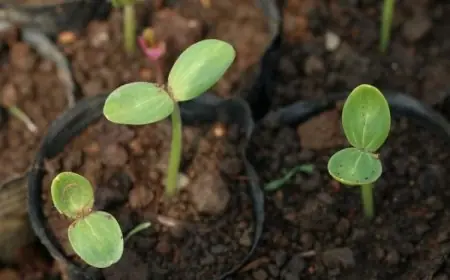 العوامل التي تؤثر في الإنبات