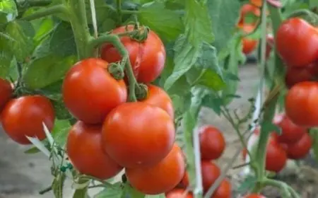 موعد زراعة الطماطم في المنزل