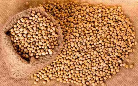 فول الصويا لزيادة الوزن مجرب .. كيفية استخدام فول الصويا المطحون لزيادة الوزن