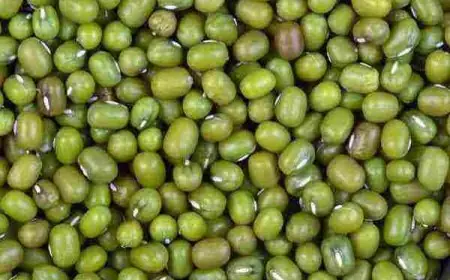 الماش للتسمين جابر القحطاني