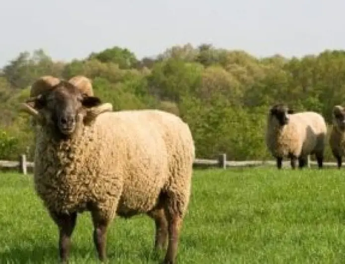 رابط خدمة سند لنقل ملكية السيارة 2025